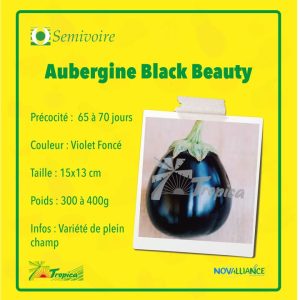 Semence d’AUBERGINE BLACK BEAUTY 50 gr