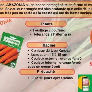 Semence de CAROTTE AMAZONIA 50 gr