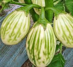 Semence d’AUBERGINE AFRICAINE BELLO 5 gr