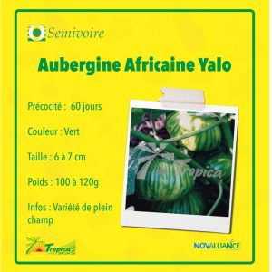 Semence d&rsquo;AUBERGINE AFRICAINE YALO 50 gr