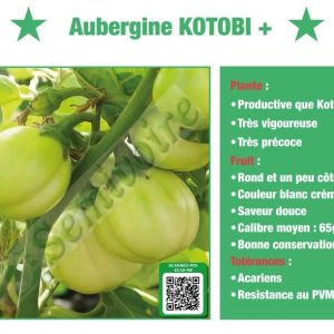 Semence d’AUBERGINE AFRICAINE KOTOBI+ 50 gr