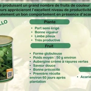 Semence d’AUBERGINE AFRICAINE BELLO 5 gr