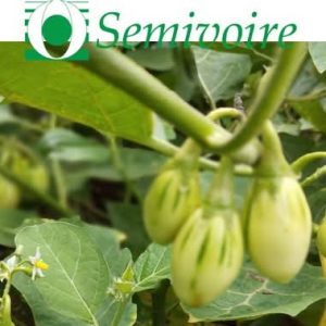 Semence d’AUBERGINE AFRICAINE BELLO 50 gr