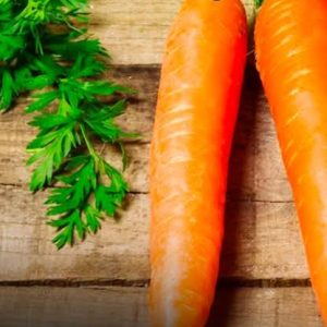 Semence de CAROTTE NEW KURODA 100 gr