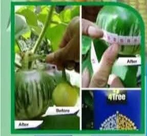 Engrais poudre ionique biologique 100% naturel 4THREE 5 gr – Aubergine