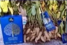 Engrais poudre ionique biologique 100% naturel 4THREE 5 gr – Arachide