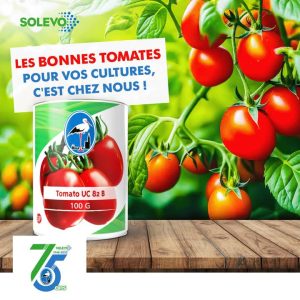 Semence de TOMATE UC 82 B 100 gr