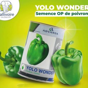 Semence de POIVRON YOLO WONDER 100 gr