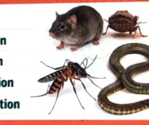 Poudre insecticide anti-reptiles 2.5 DP 1 kg – Domiciles, résidences, hôtels, bureau, fermes, chantiers, champs, hygiène publique, environnement