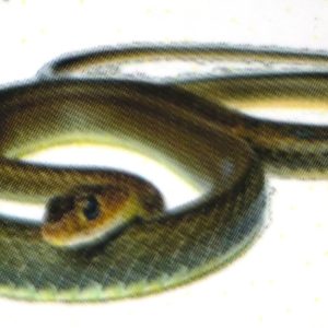 Insecticide poudre anti-serpents 2.5 DP 1 kg – Domiciles, résidences, hôtels, bureau, fermes, chantiers, champs, hygiène publique, environnement