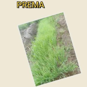 Semence d’OIGNON PREMA 500 gr