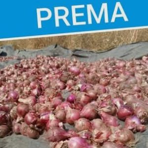 Semence d’OIGNON PREMA 100 gr