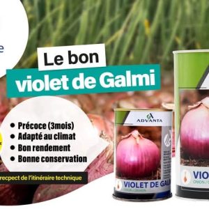 Semence d’OIGNON VIOLET DE GALMI 100 gr