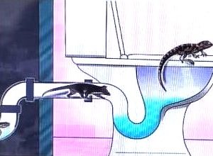 Poudre insecticide anti-nuisibles 2.5 DP 1 kg – Domiciles, résidences, hôtels, bureau, fermes, chantiers, champs, hygiène publique, environnement