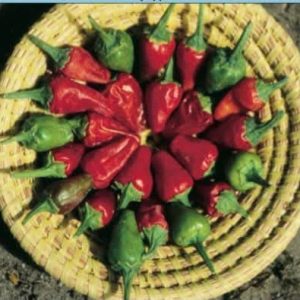 Semence de PIMENT SOUDAN 50 gr