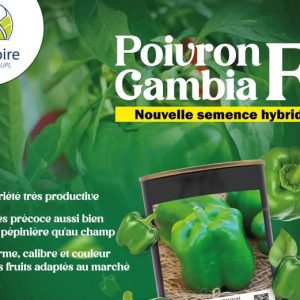 Semence hybride de POIVRON F1 GAMBIA 50 gr