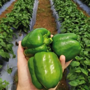 Semence de POIVRON YOLO WONDER 100 gr