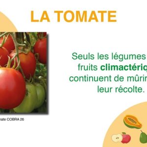 Semence hybride de TOMATE F1 COBRA 26 50 gr