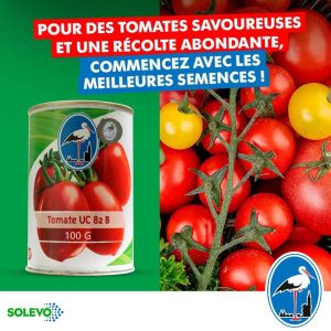 Semence de TOMATE UC 82 B 100 gr