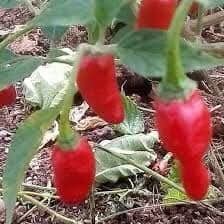 Semence de PIMENT SOUDAN 50 gr