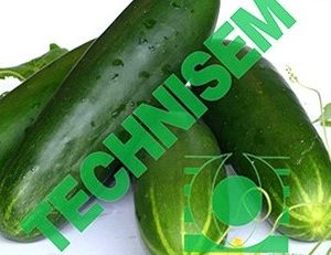 Semence hybride de CONCOMBRE TOKYO F1 50 gr