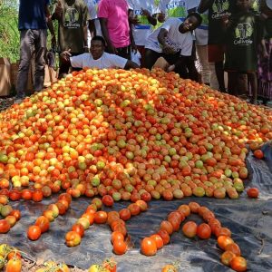 Semence hybride de TOMATE SIKA F1 50 gr