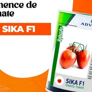 Semence hybride de TOMATE SIKA F1 50 gr