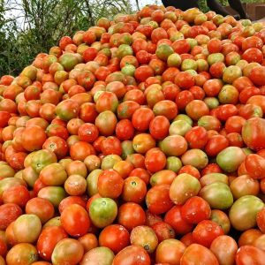 Semence hybride de TOMATE SIKA F1 50 gr