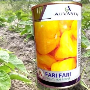 Semence de PIMENT FARI FARI 50 gr