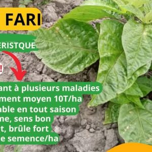 Semence de PIMENT FARI FARI 50 gr