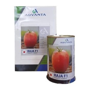 Semence hybride de TOMATE RAJA F1 50 gr
