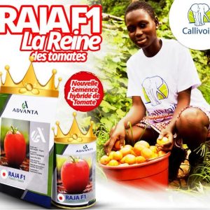 Semence hybride de TOMATE RAJA F1 50 gr