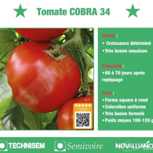 Semence hybride de TOMATE F1 COBRA 34 50 gr