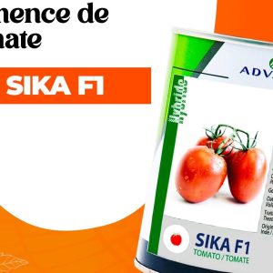 Semence hybride de TOMATE SIKA F1 50 gr