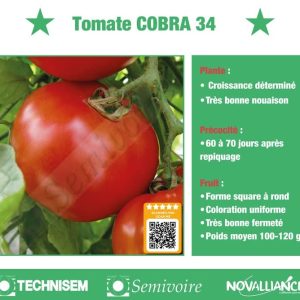 Semence hybride de TOMATE F1 COBRA 34 50 gr