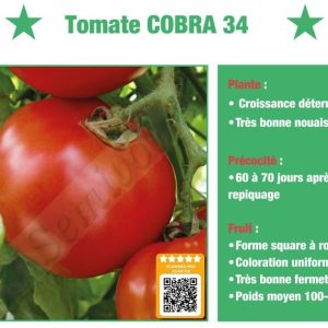 Semence hybride de TOMATE F1 COBRA 34 50 gr