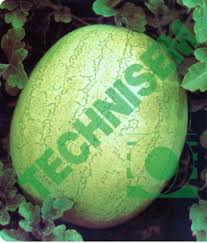 Semence de PASTEQUE KAOLACK 100 gr