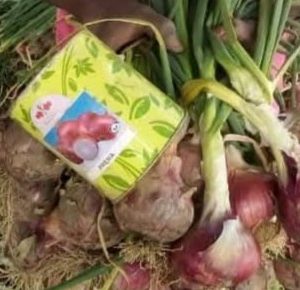 Semence d’OIGNON PREMA 100 gr