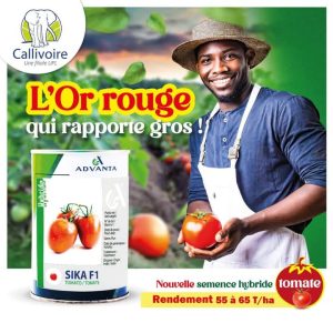 Semence hybride de TOMATE SIKA F1 50 gr