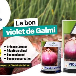 Semence d’OIGNON VIOLET DE GALMI 50 gr