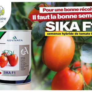 Semence hybride de TOMATE SIKA F1 50 gr