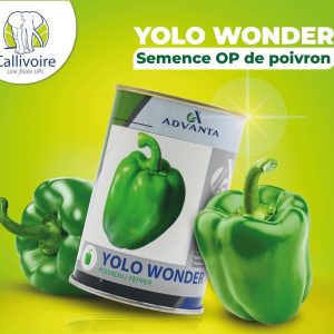 Semence de POIVRON YOLO WONDER 100 gr
