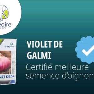 Semence d’OIGNON VIOLET DE GALMI 100 gr