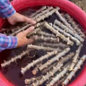 Engrais poudre ionique soluble biologique 100% naturel 4TREE 50 gr – Manioc