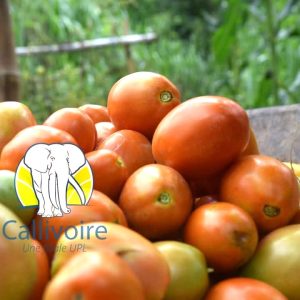 Semence hybride de TOMATE RAJA F1 50 gr