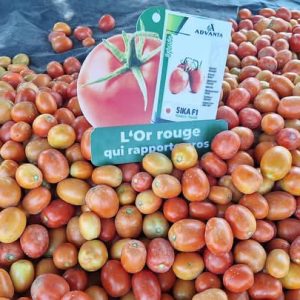 Semence hybride de TOMATE SIKA F1 50 gr