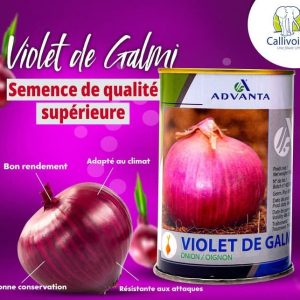 Semence d’OIGNON VIOLET DE GALMI 500 gr