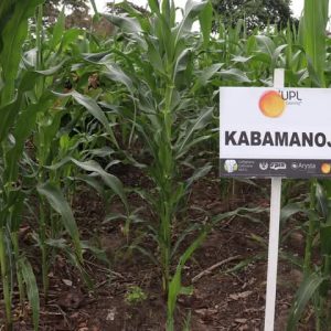 Semence hybride de maïs jaune KABAMANOJ F1 10 kg