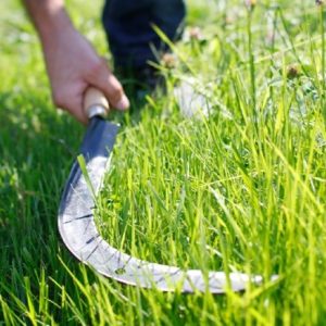 Faucille à broussailles coudée en acier forgé et trempé 50 mm manche bois – Agriculture, bricolage, jardinage