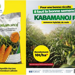 Semence hybride de maïs jaune KABAMANOJ F1 10 kg